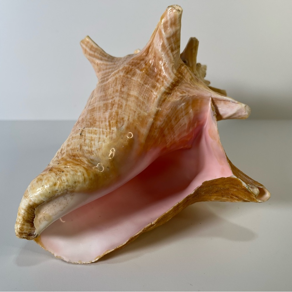 Conch Sea Shell |